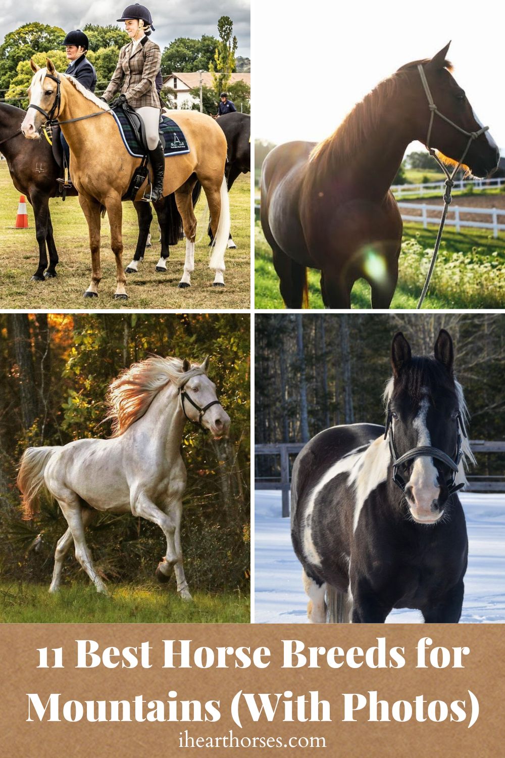 11 Best Horse Breeds for Mountains (With Photos)