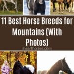 11 Best Horse Breeds for Mountains (With Photos) pinterest image.