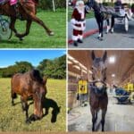 11 Best Horse Breeds for Wagons (With Photos) pinterest image.