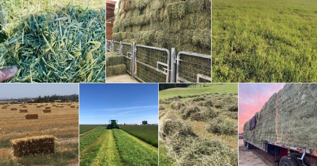 11 Brilliant Horse Hay Ideas (Clever Tips)