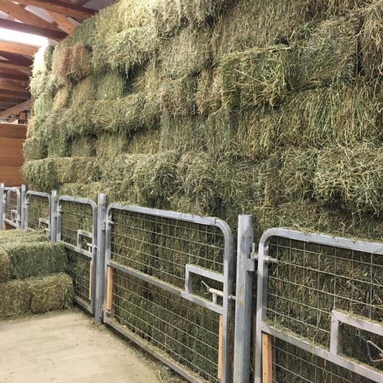 Alfalfa Hay in a barn.