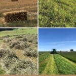 11 Brilliant Horse Hay Ideas (Clever Tips) pinterest image.