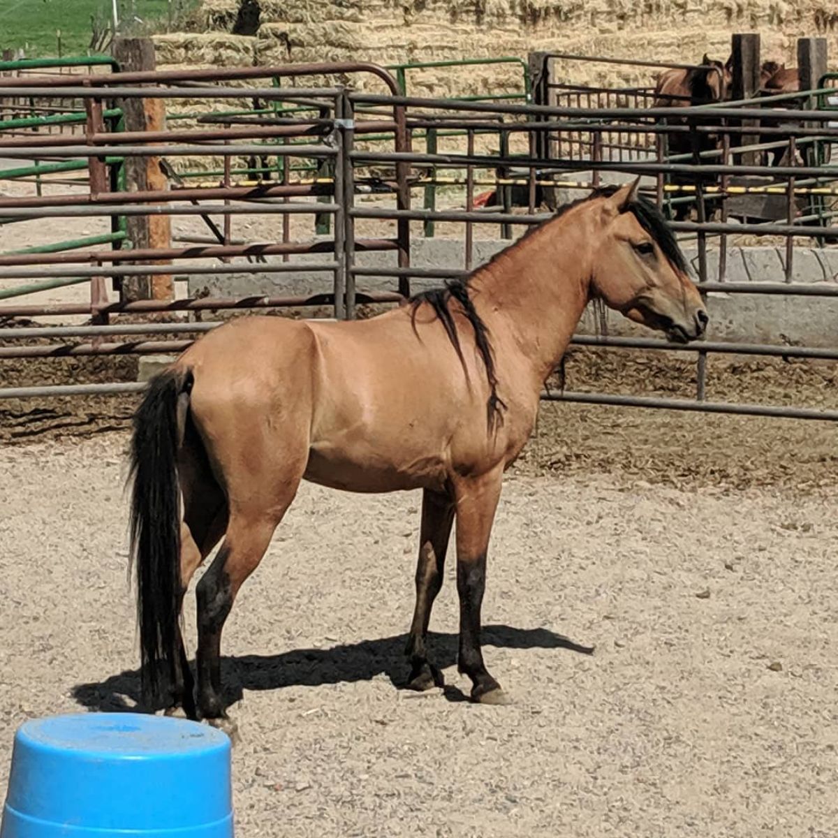 A brown Caspian Horse with a black mane stand on a ranch.