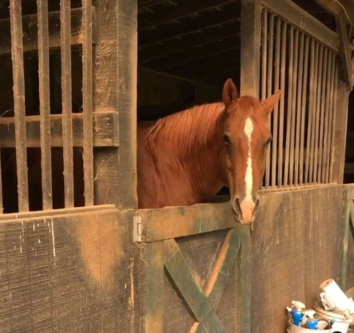 A brown horse with a white mark on a face in a wooden stable.