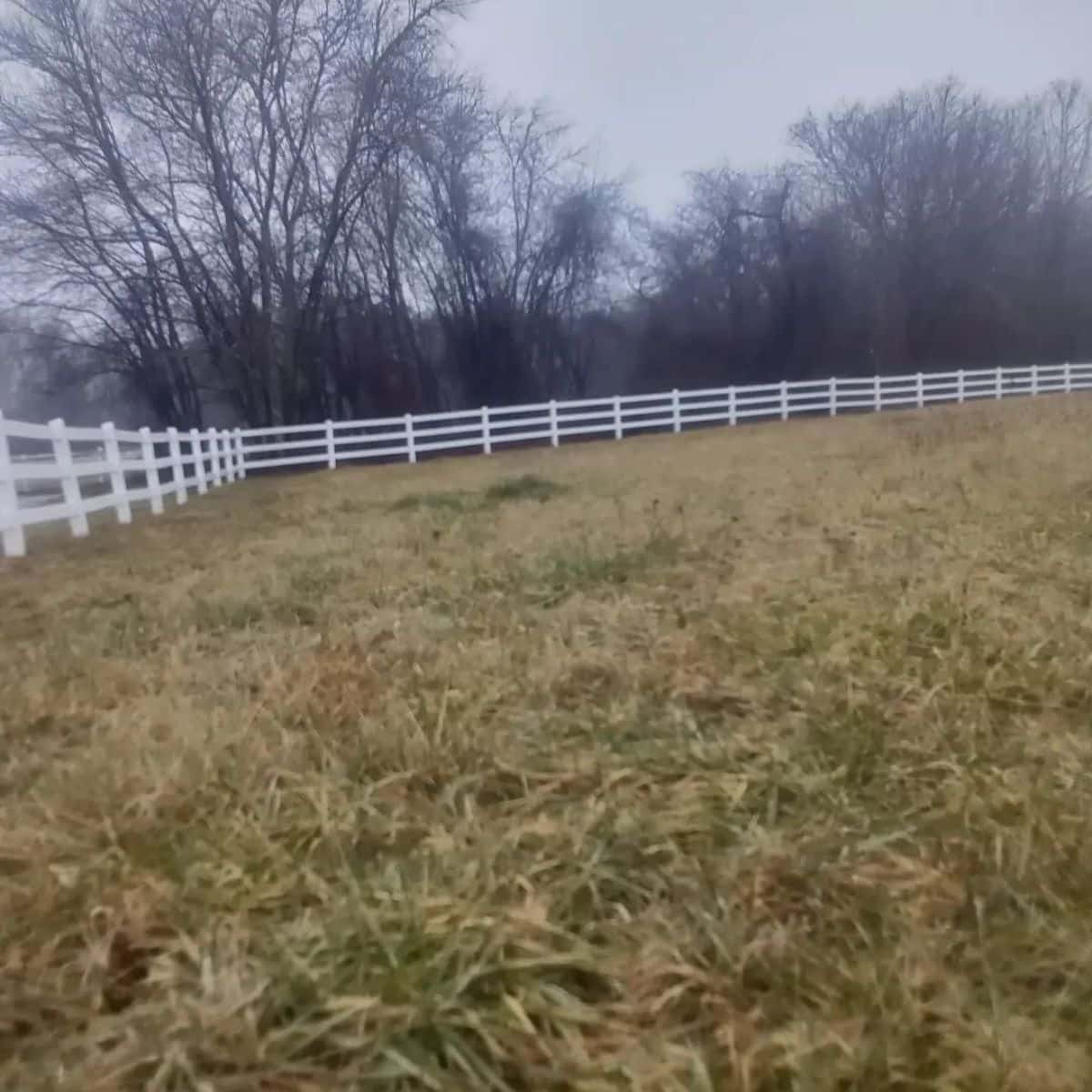 A field of Timothy Grass.