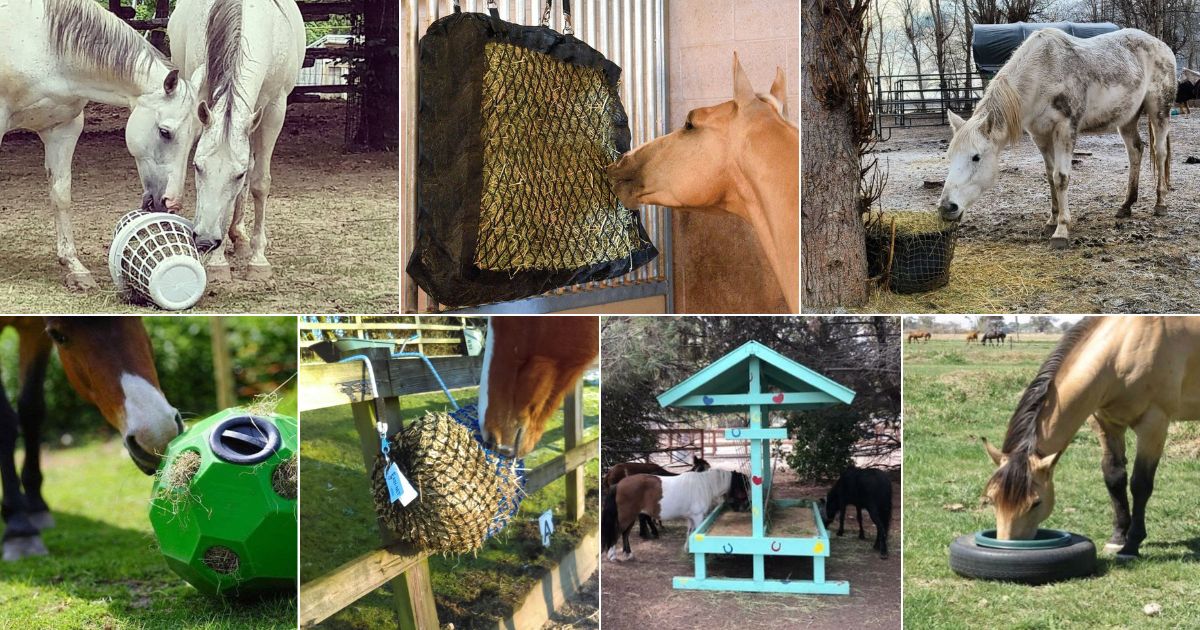 Horse grain clearance feeders slow eating