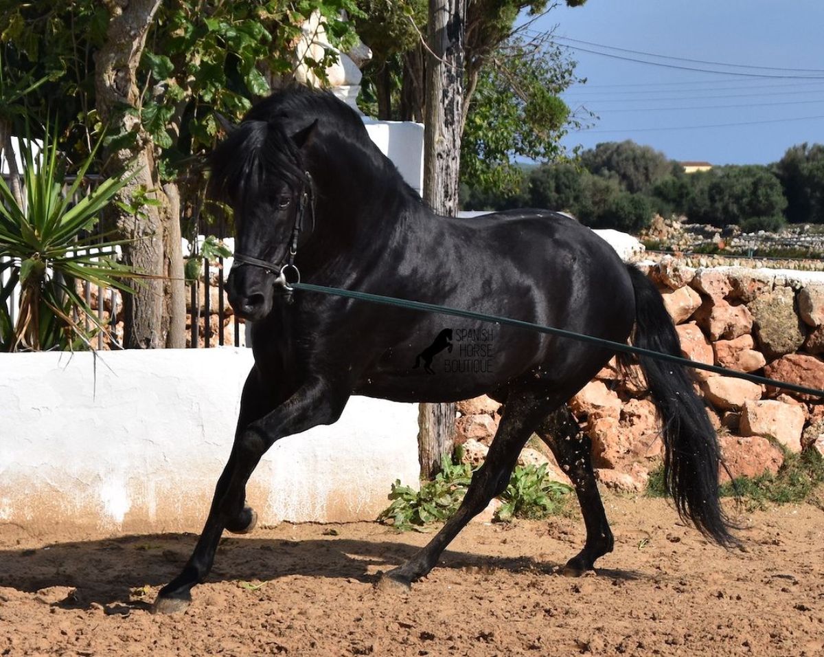 A beautiful black Menorquin Horse on a ranch.