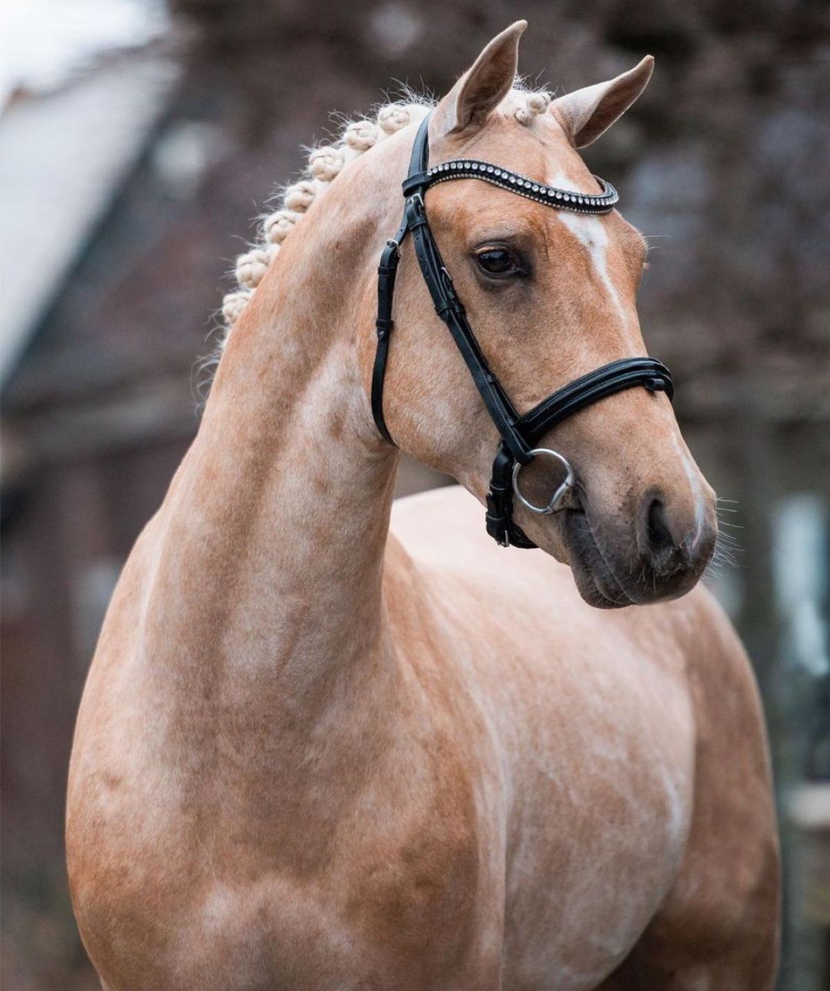 A brown New Forest Pony with a black bridle.