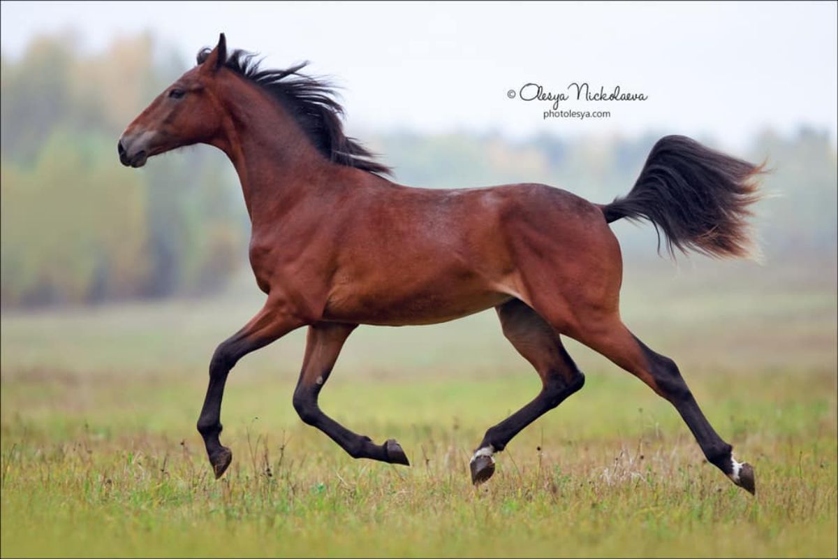 A brown Orlov Trotter horse runs on a field.