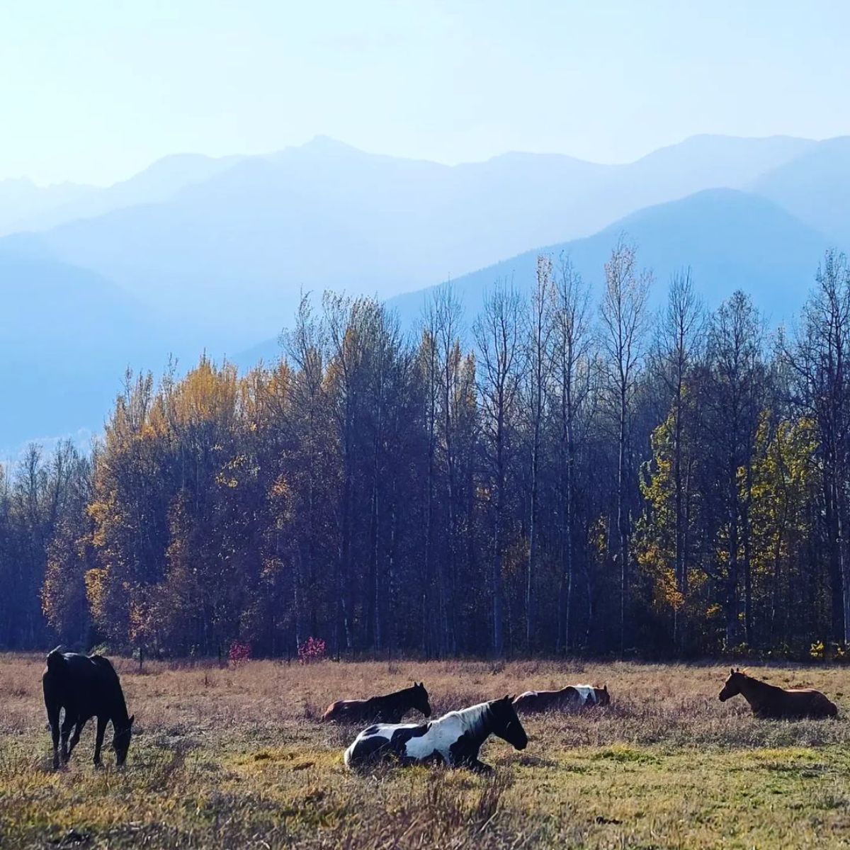 A herd of horses resting on a field.