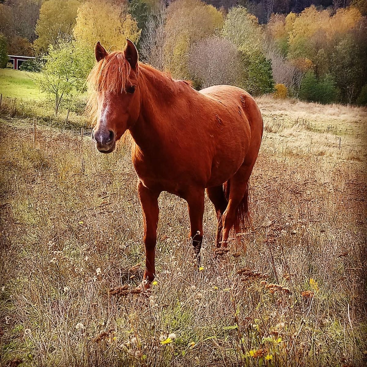 A brown-red Caspian Horse walks on a field.