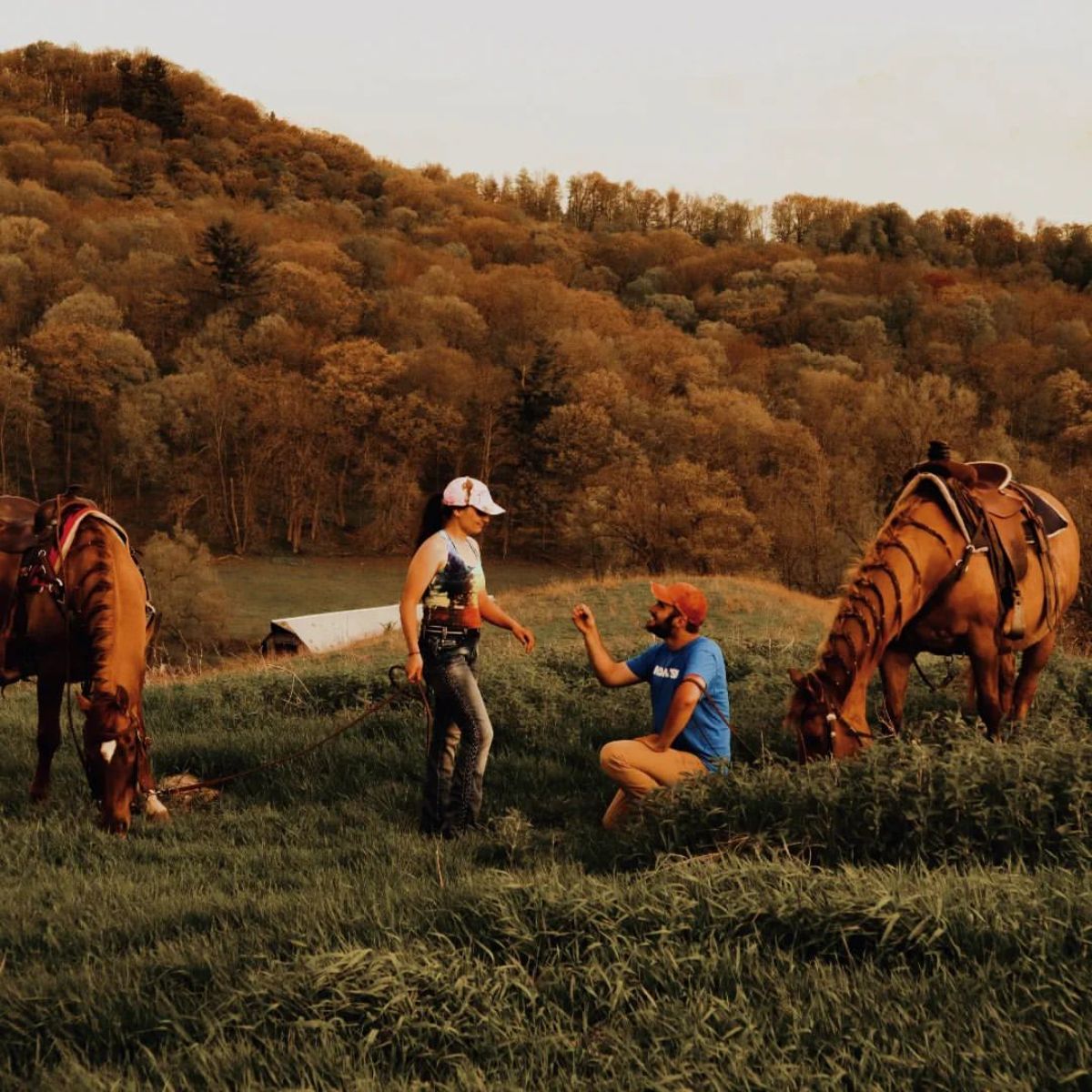 A man proposes to his girlfriend on a meadow with two brown horses.