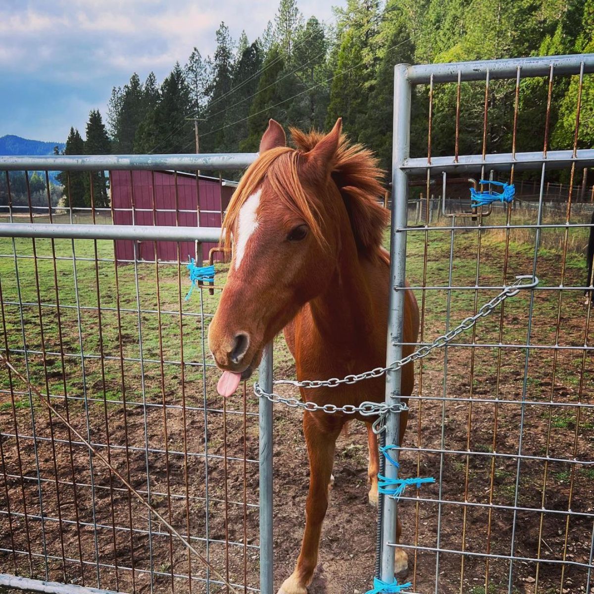 A brown horse sticks out its tongue and stands at a metal fence.
