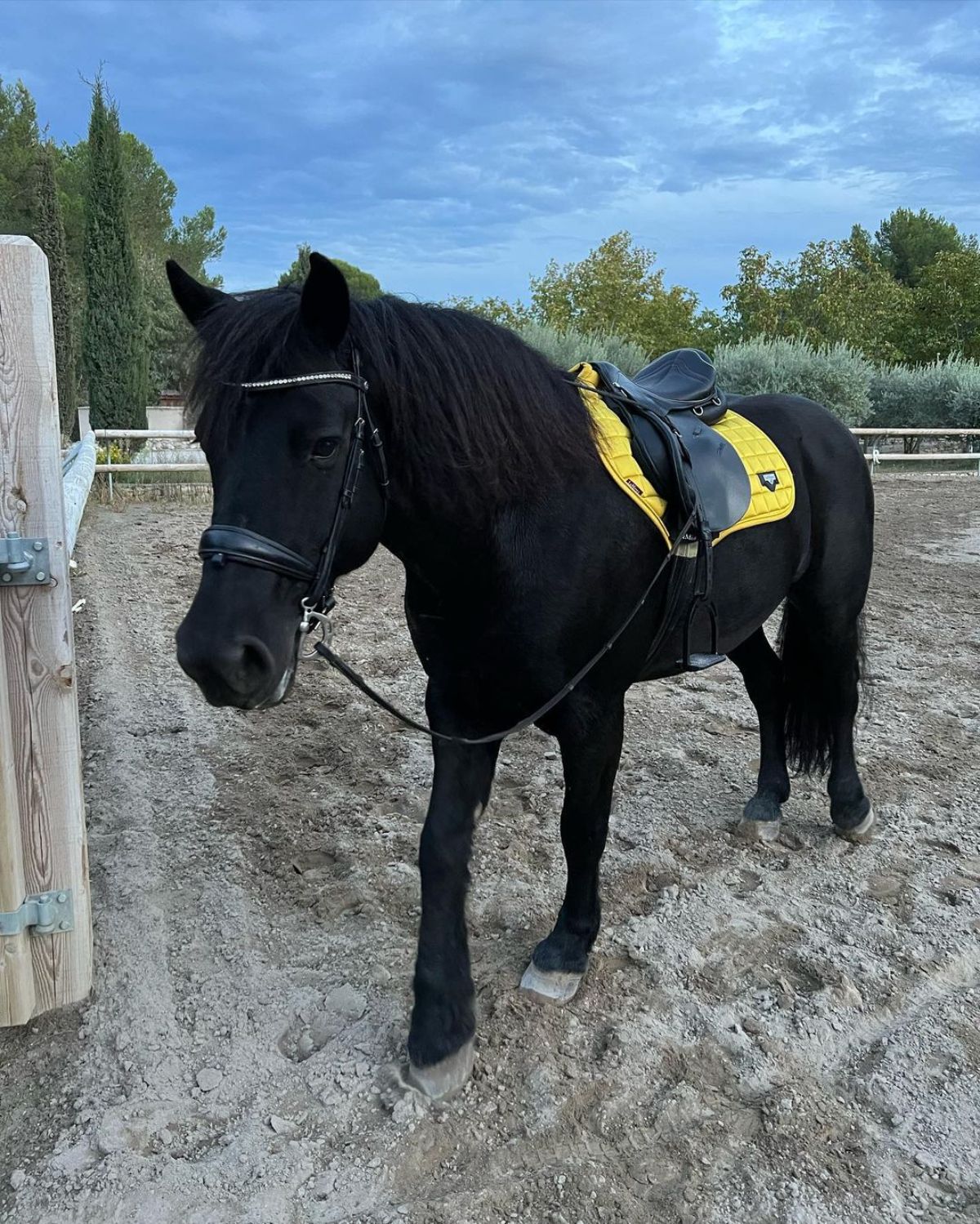 A beautiful black Merens Horse with a saddle on a ranch,