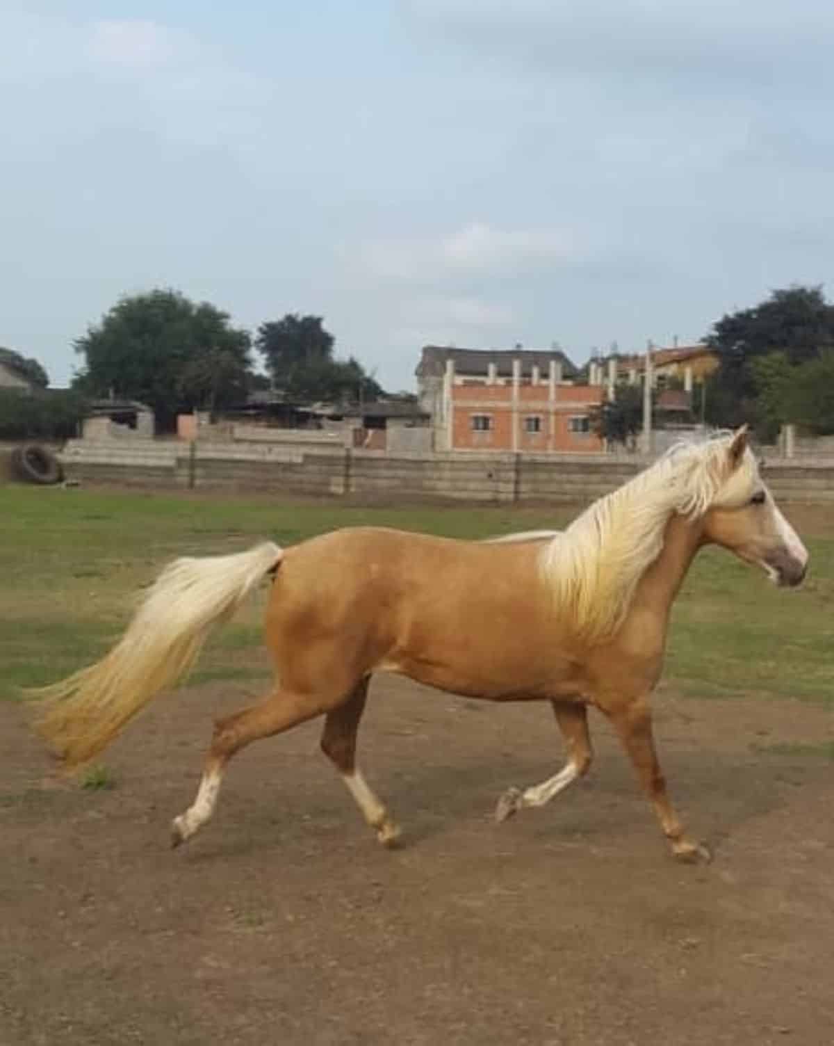 A light-brown Caspian Horse with a white mane runs on a ranch.