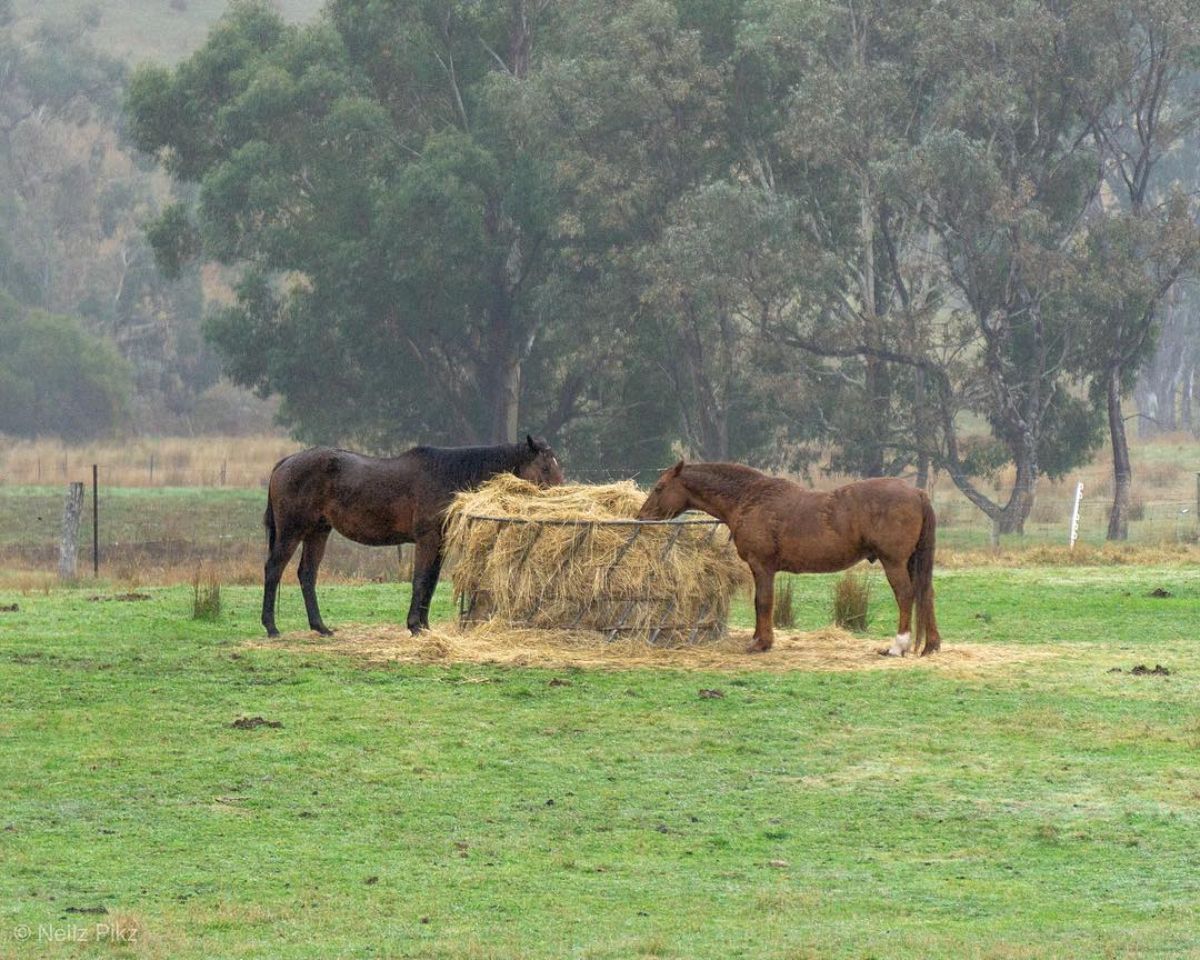 Two brown horses graze a hay on  a farm.