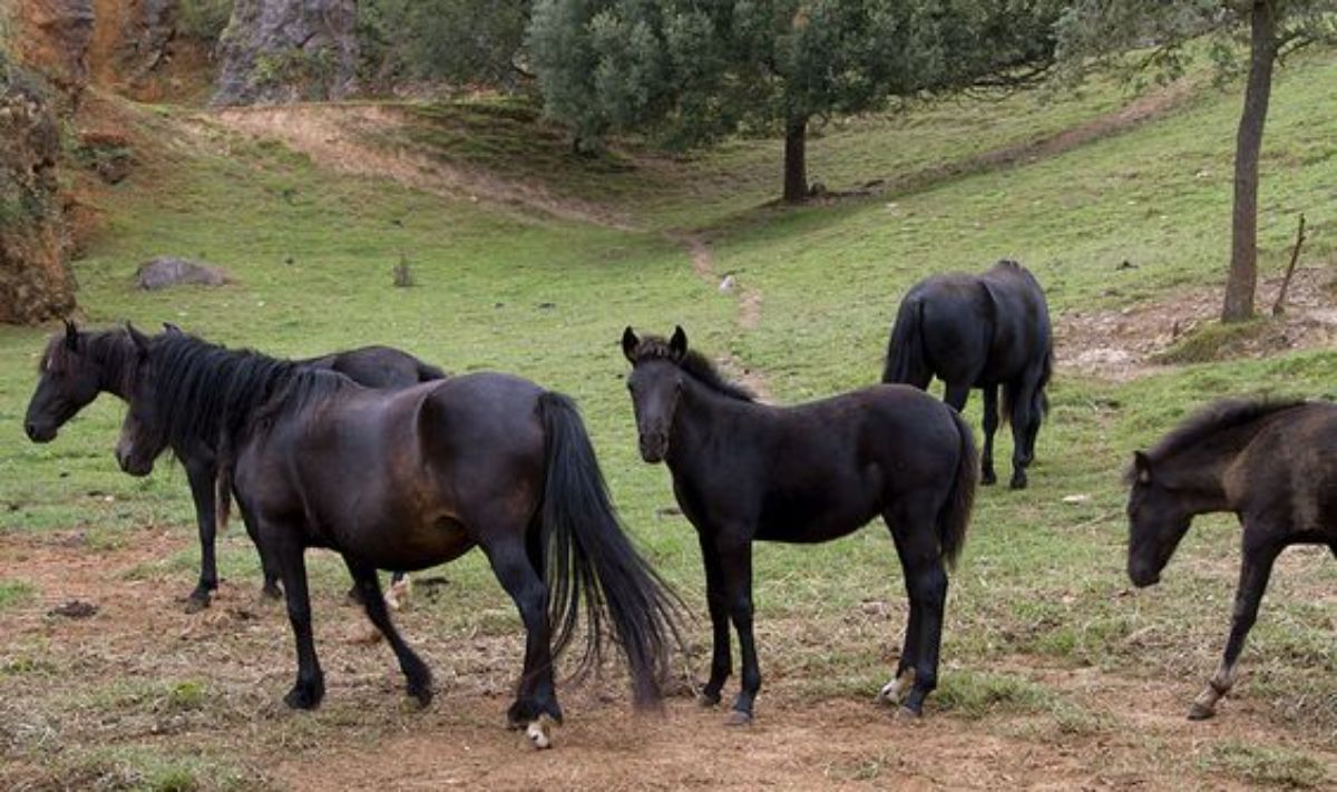 A herd of Monchino horses on a mountain.