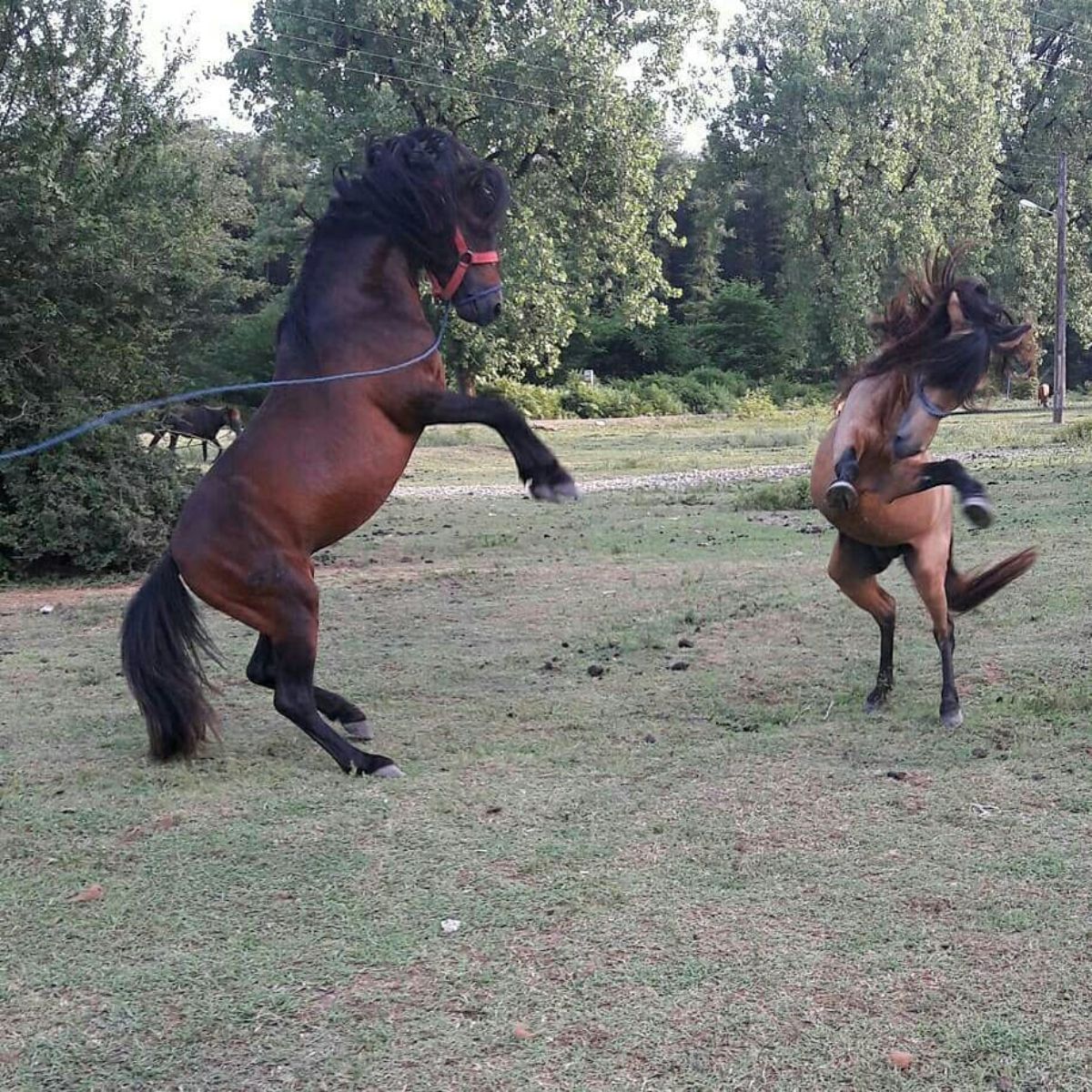 Two adorable Caspian Horses jumping on a meadow.