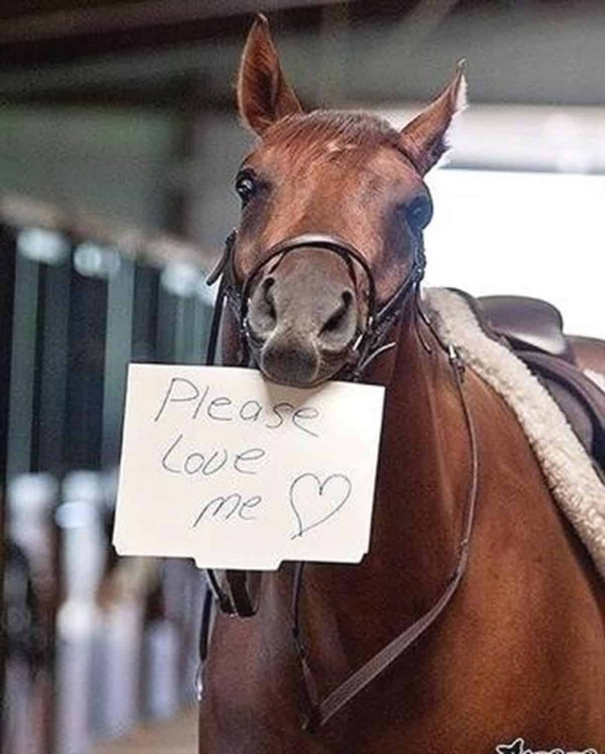 A brown horse held in its mouth a sign.