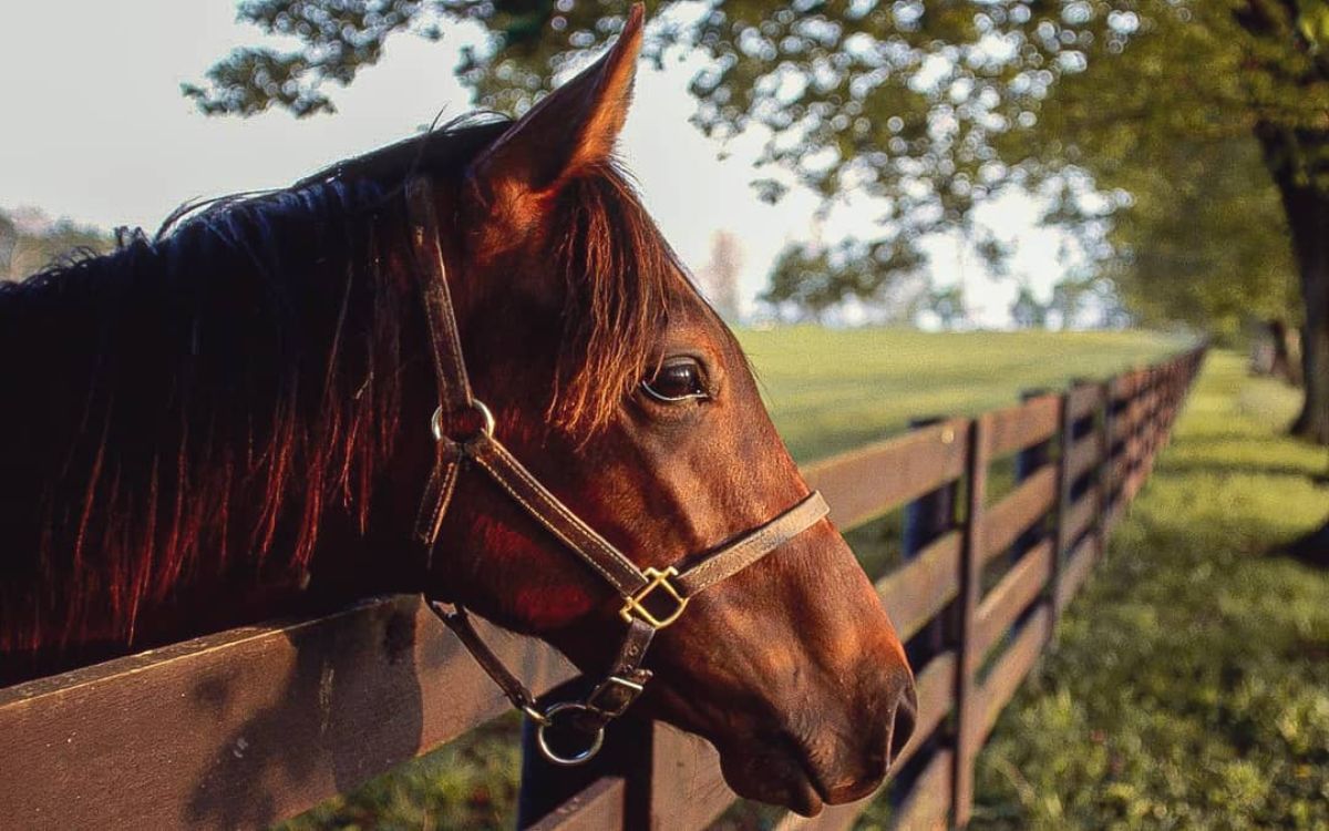 A brown horse leans on a wooden fence.