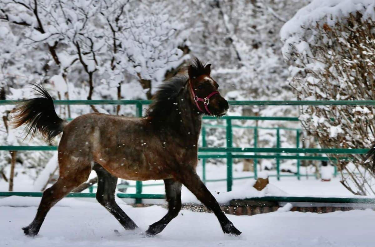 An adorable brown Caspian Horse runs on a snow-covered ground.