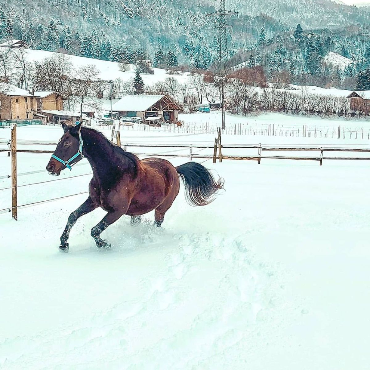 A brown horse runs on a snow-covered ranch.