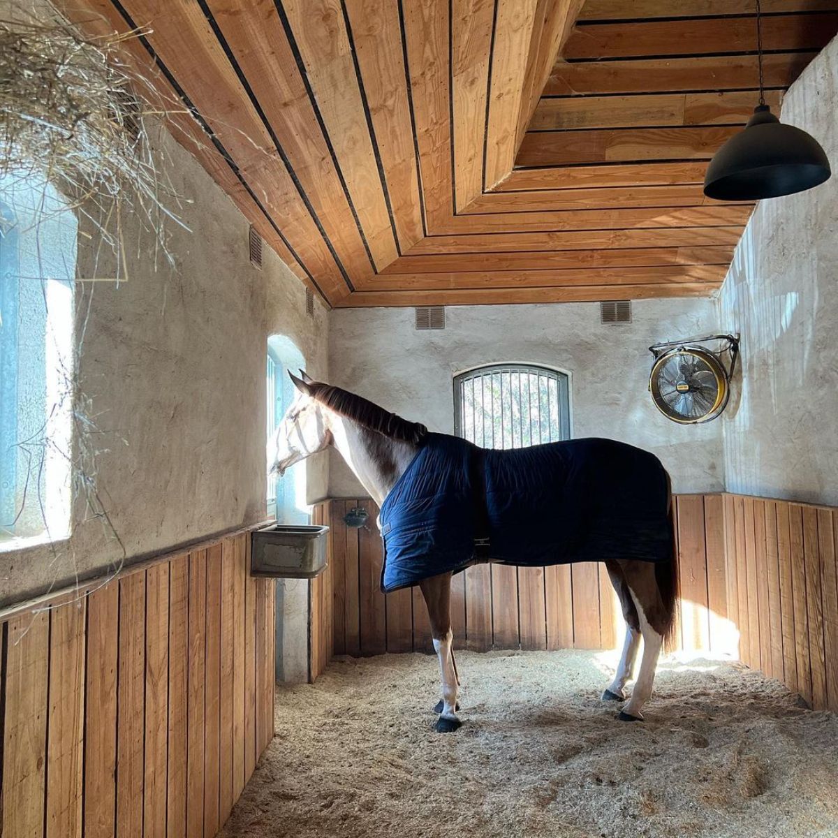 A brown horse peeking out of a barn.