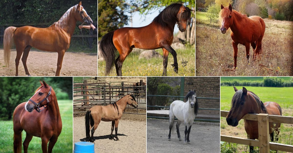 15 Magnificient Pictures of Caspian Horses facebook image.