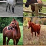 15 Magnificient Pictures of Caspian Horses pinterest image.