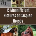 15 Magnificient Pictures of Caspian Horses pinterest image.