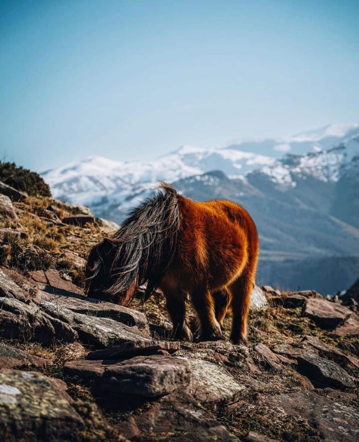 An adorable furry Pottok horse grazes on a mountain.