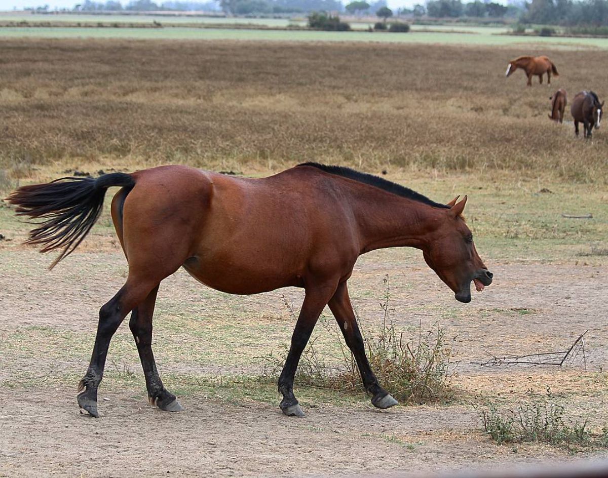 Angry-looking brown Retuertas horse on a field.