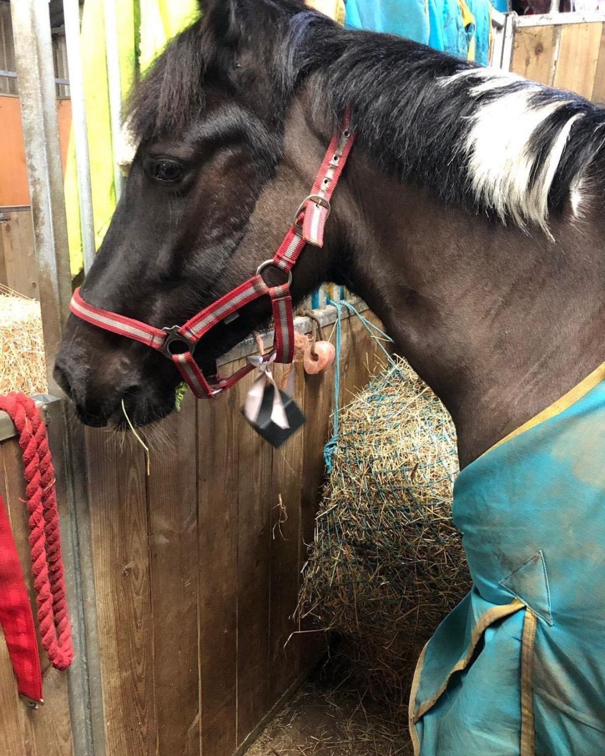 A small gift hangs on a brown horse halter.