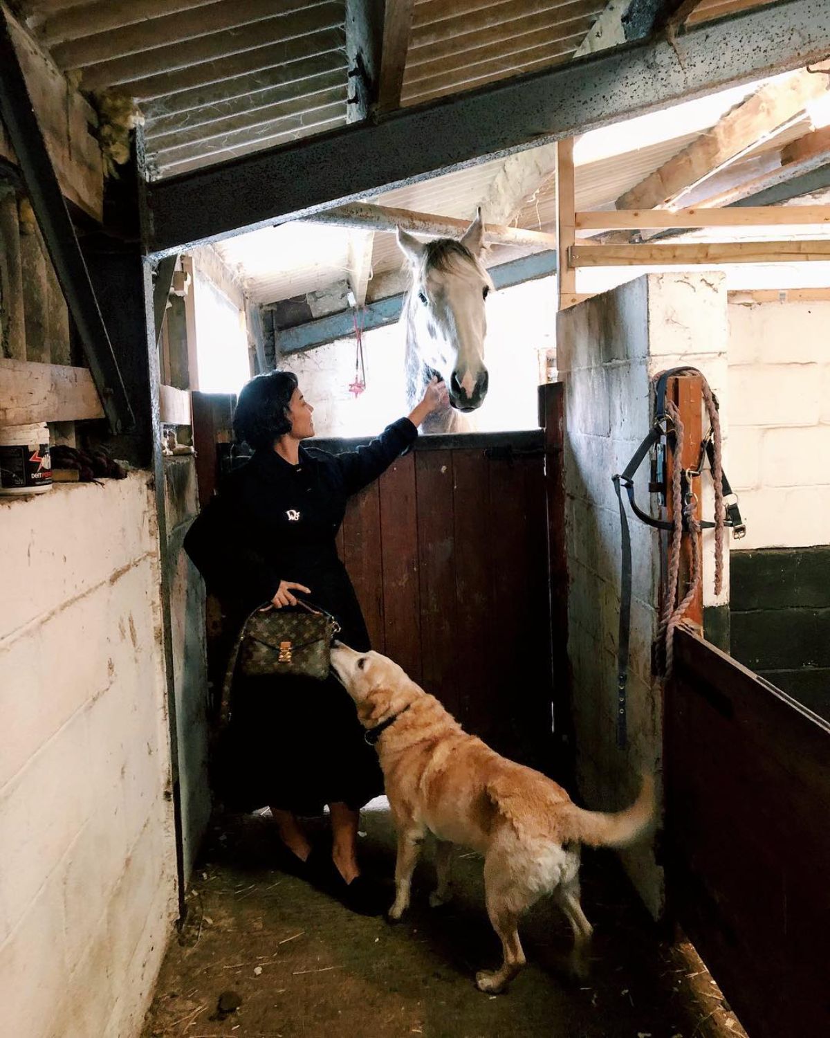 A woman with a dog pets a white horse in a stable.