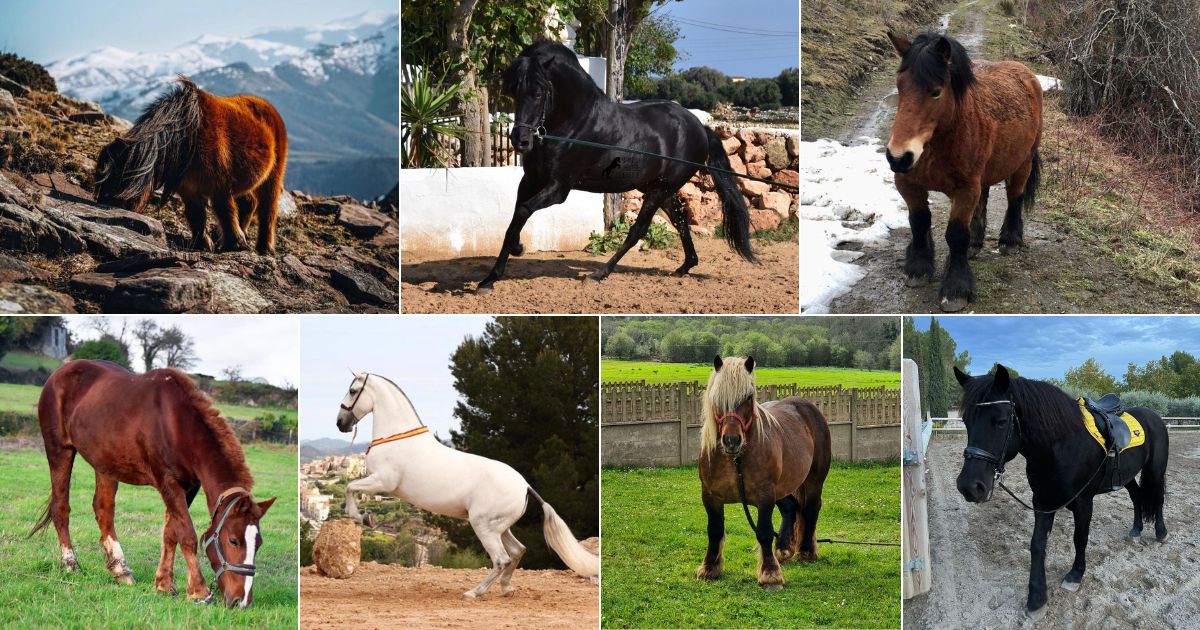17 Beautiful Spanish Horses Breeds (Rare Photos) facebook image.
