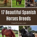 17 Beautiful Spanish Horses Breeds (Rare Photos) pinterest image.