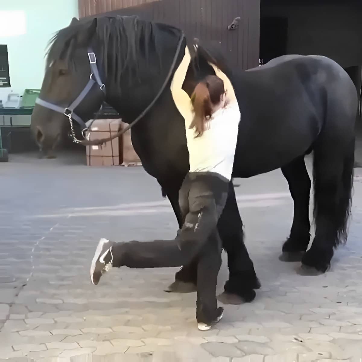 A young woman tries to get on a huge black horse.