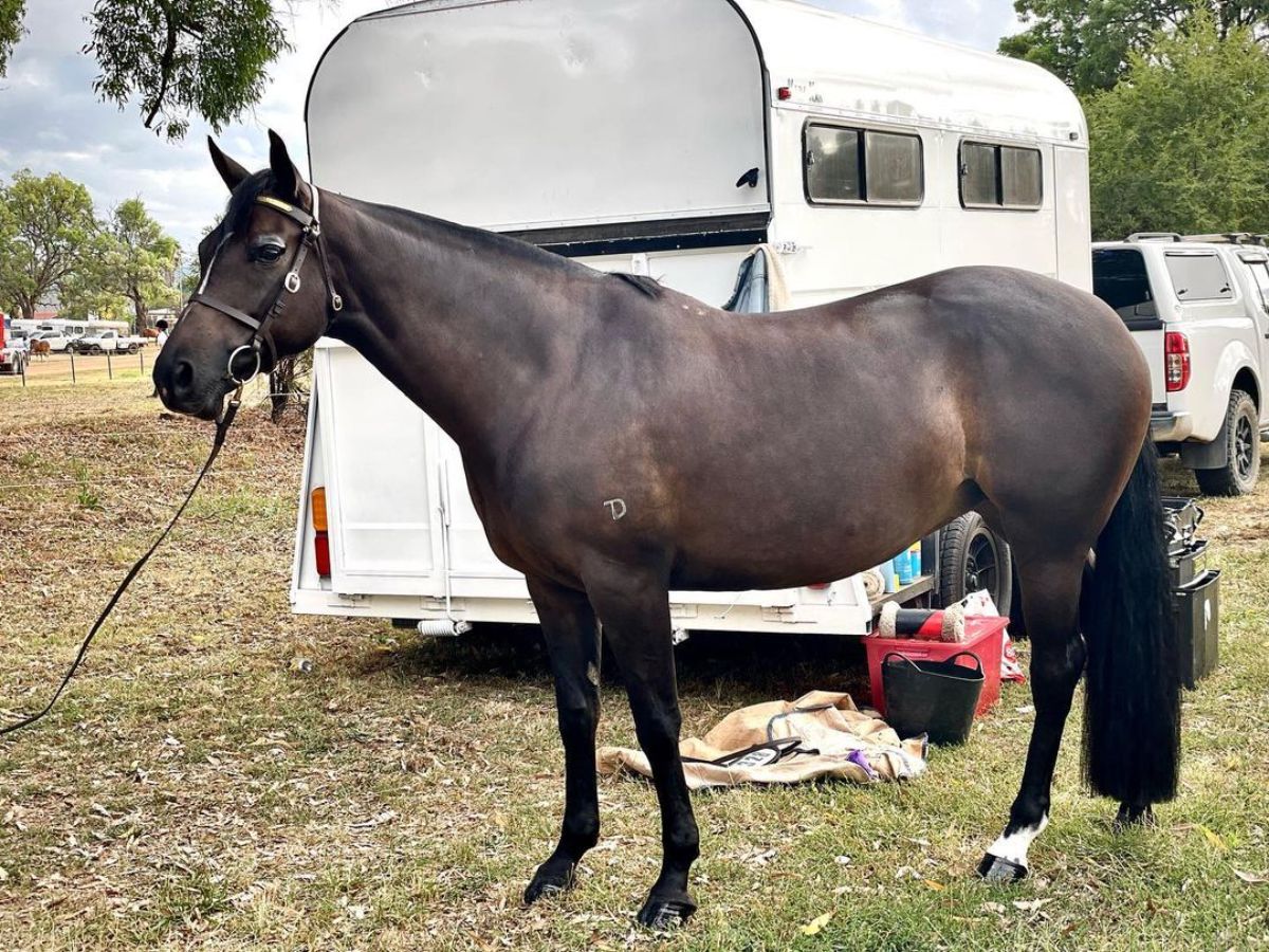 An elegant brown Australian Stock Horse stans near a white horse trailer.