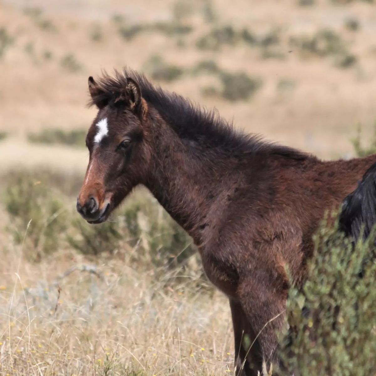 An adorable brown brumby foal on a field.