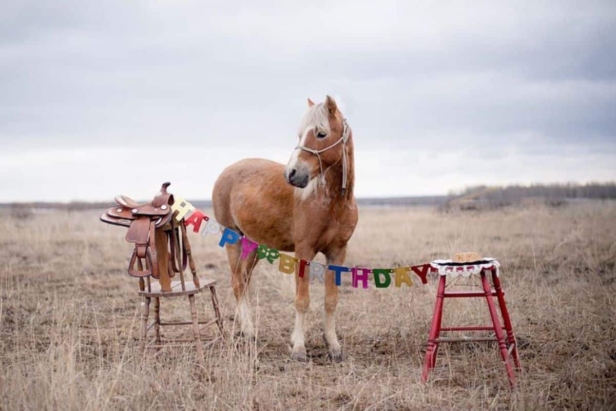 An adorable brown Caspian Horse celebrates birthday.