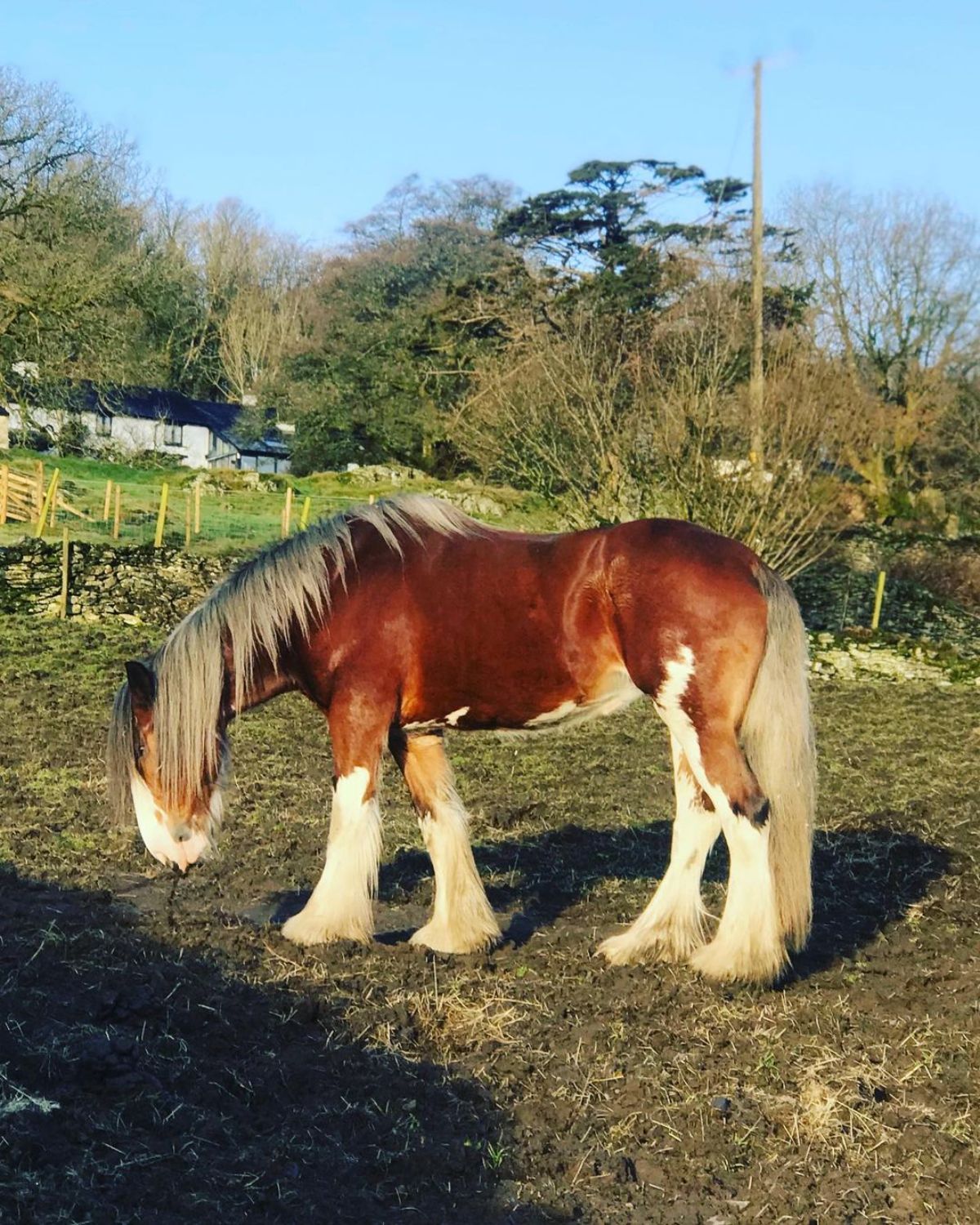 A beautiful brown Clydesdale horse with feathered legs stands on a ranch.