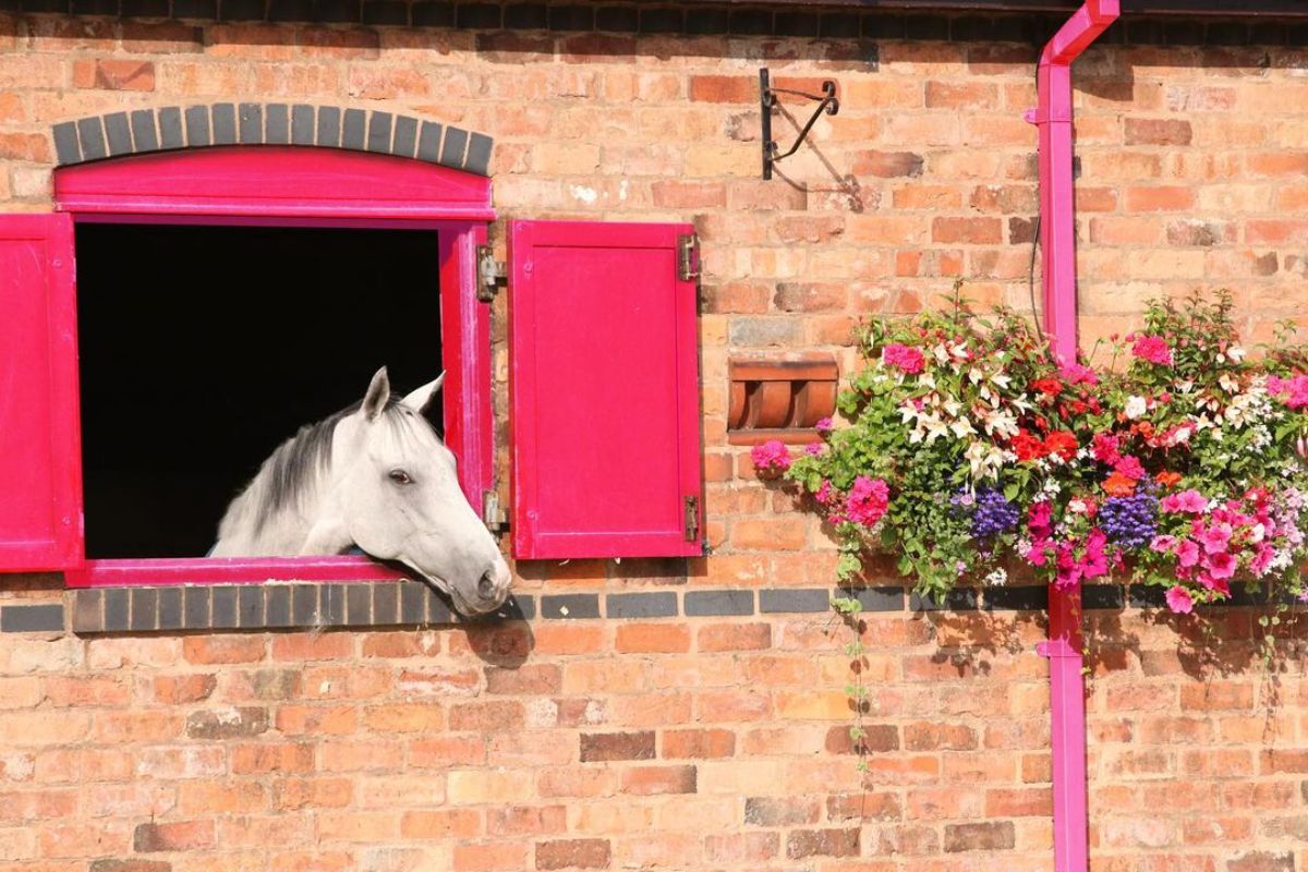A white horse peeking out of a stable window.