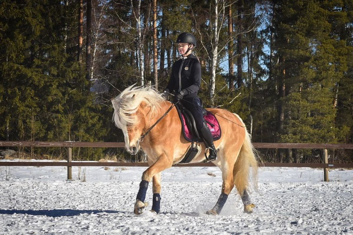 An equestrian rides an adorable Haflinger horse on a ranch during winter.