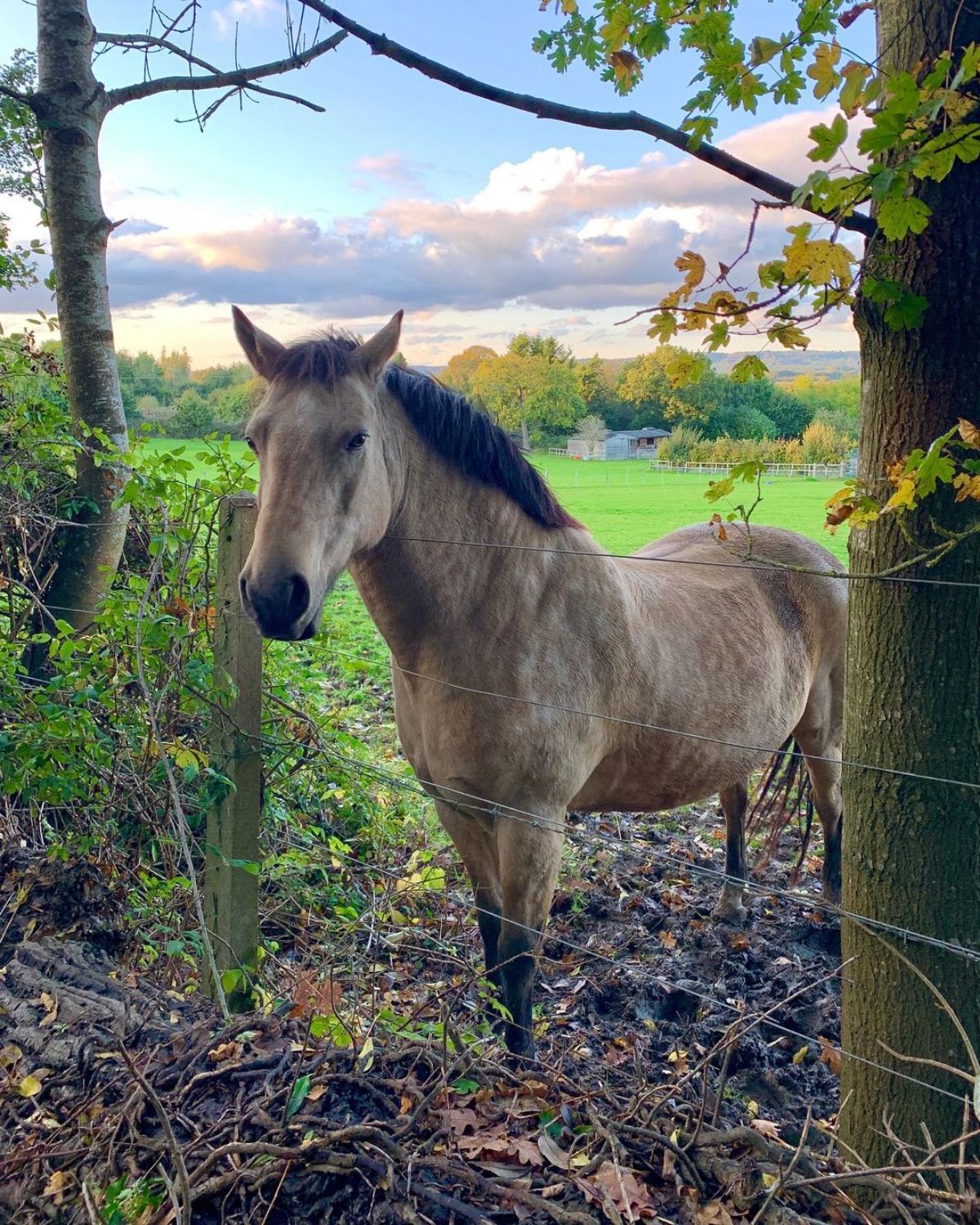 A brown horse with a black mane stands near a wire fence.