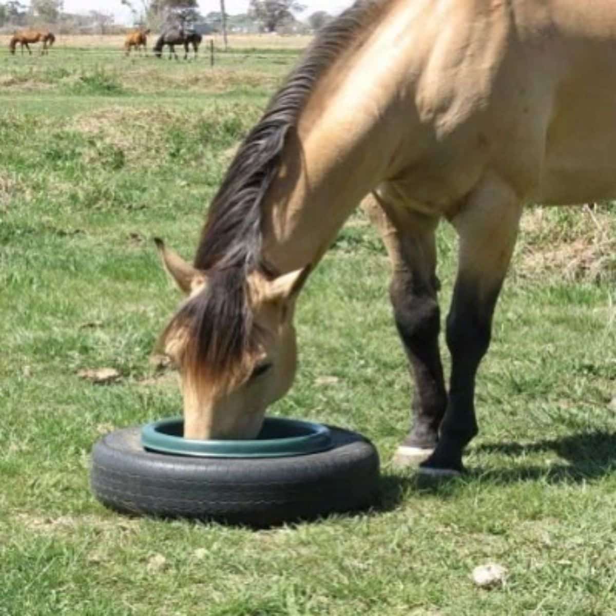 A ligh-brown graze from a tire-horse feeder.