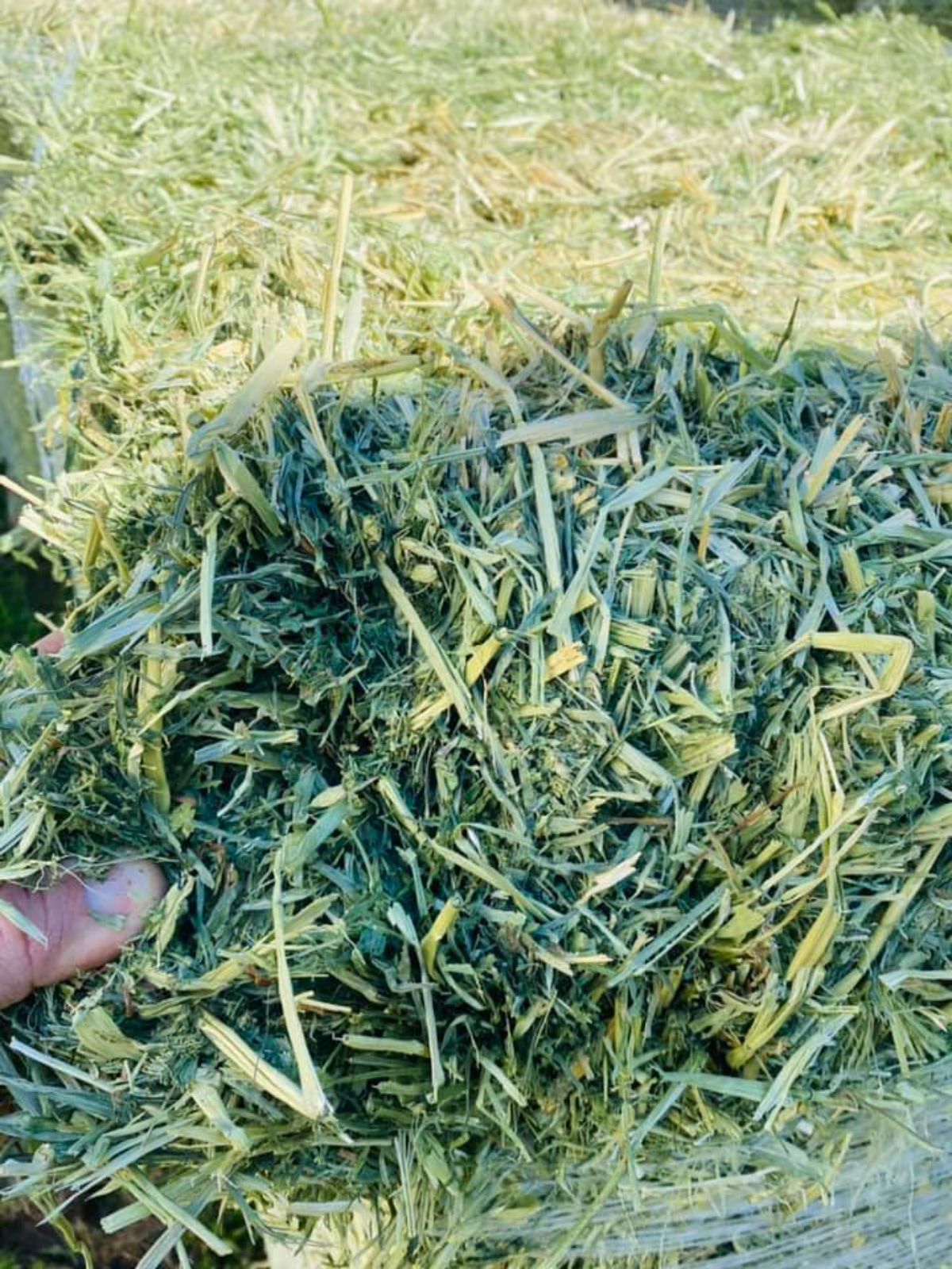 Alfalfa-Oat Mix held by hand,