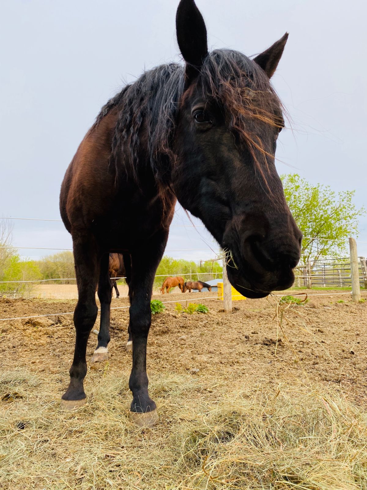 A brown Missouri Fox Trotter stands on a ranch.