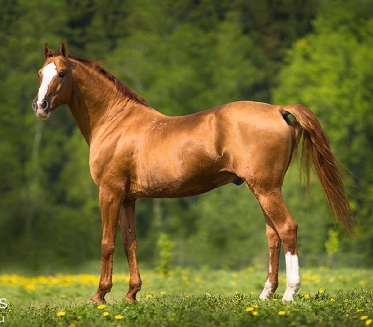 An elegant brown Russian Don horse with a shiny caot stands on a meadow.