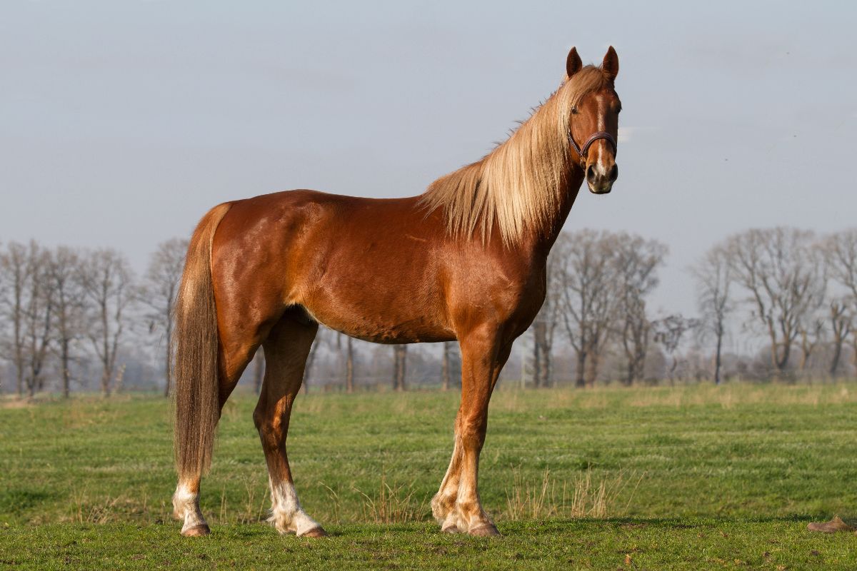 An elegant-looking Saddlebred horse with a light-brown mane stands on a field.