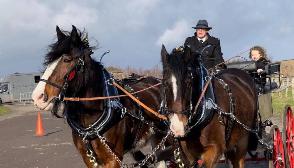 Two brown Shire Horses pull a wagon.